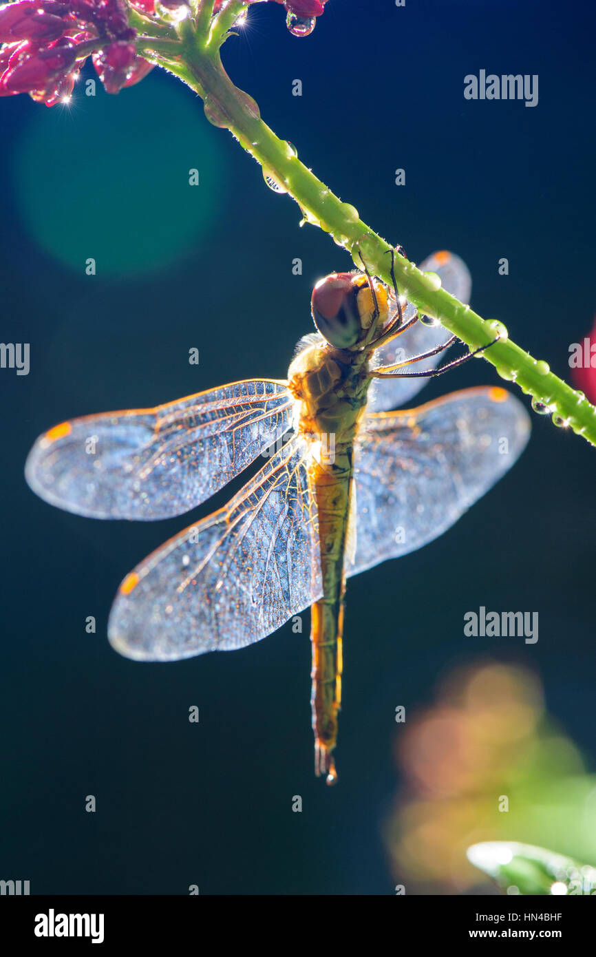 a dragonfly stay on branch Stock Photo - Alamy