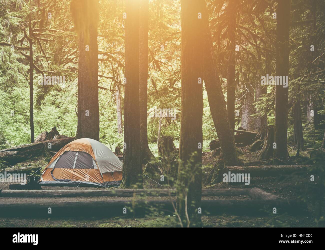 Tent Camping in the Forest Wilderness. Camping Theme. Stock Photo