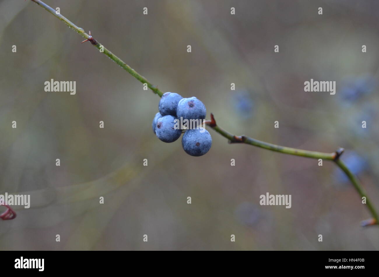 Blue Greenbrier berries Stock Photo Alamy