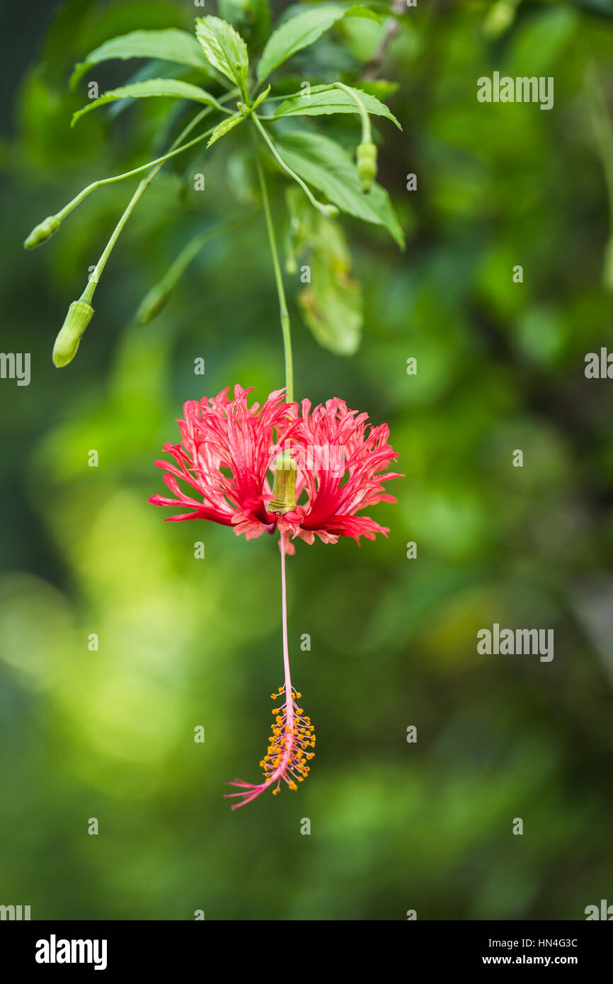 Fringed hibiscus hires stock photography and images Alamy