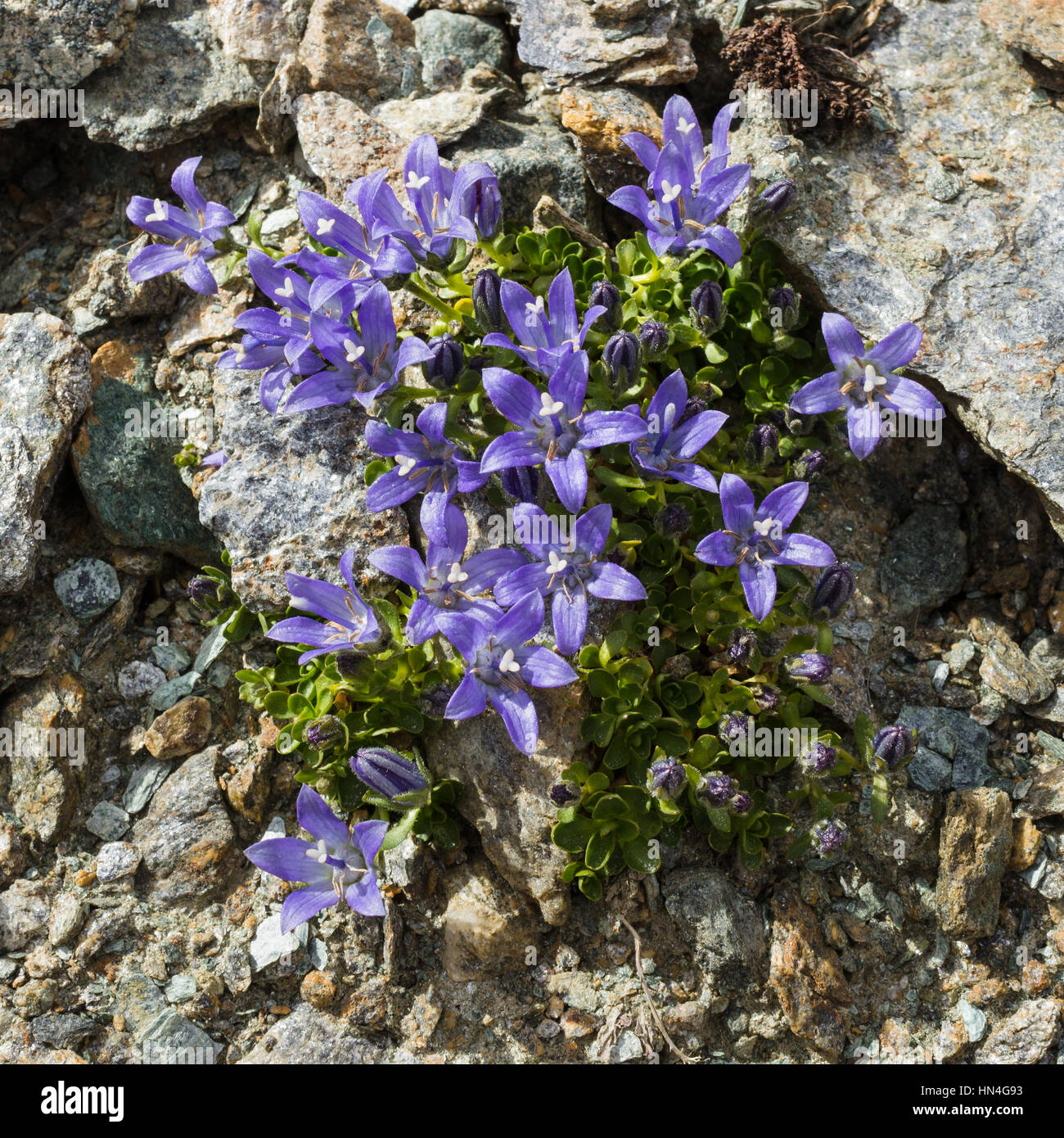 Alpine flower campanula cenisia (Mont Cenis Bellflower),  Aosta valley Italy. Photo taken at an altitude of 3100 meters. Stock Photo