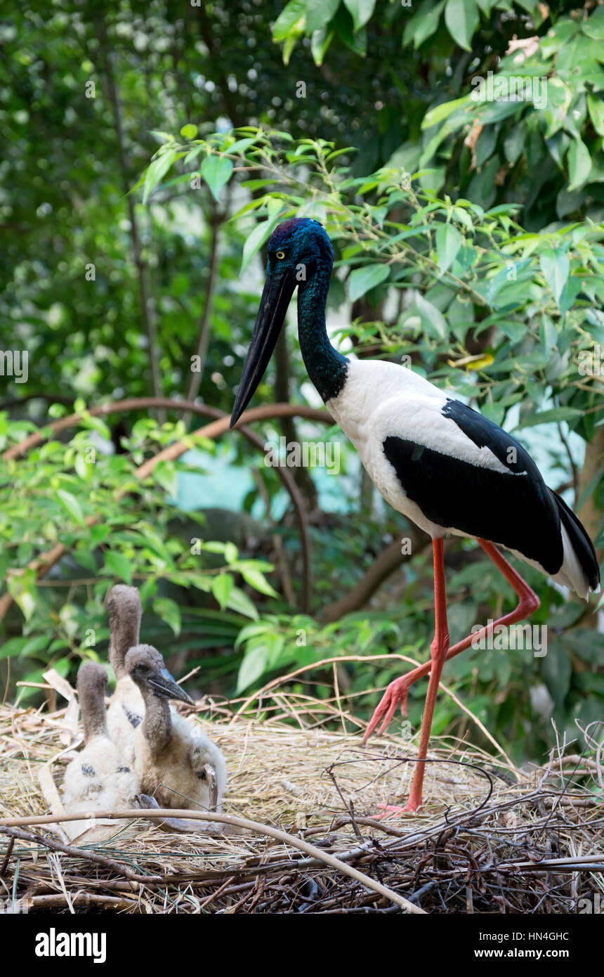 black-necked stork or ephippiorhynchus asiaticus bird and offspring in nest against lush forest habitat Stock Photo
