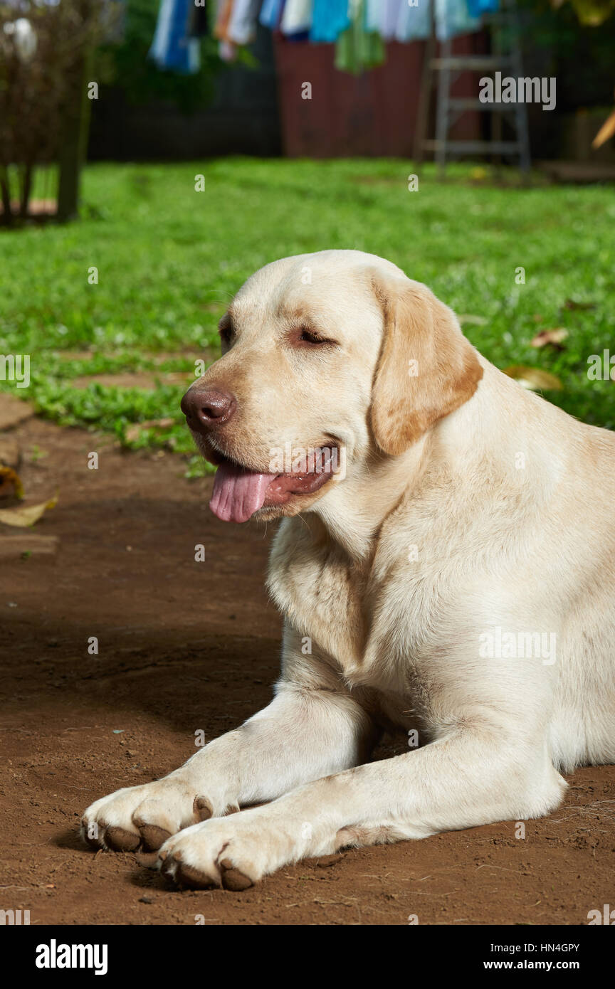 dog guarding house sitting in green yard Stock Photo