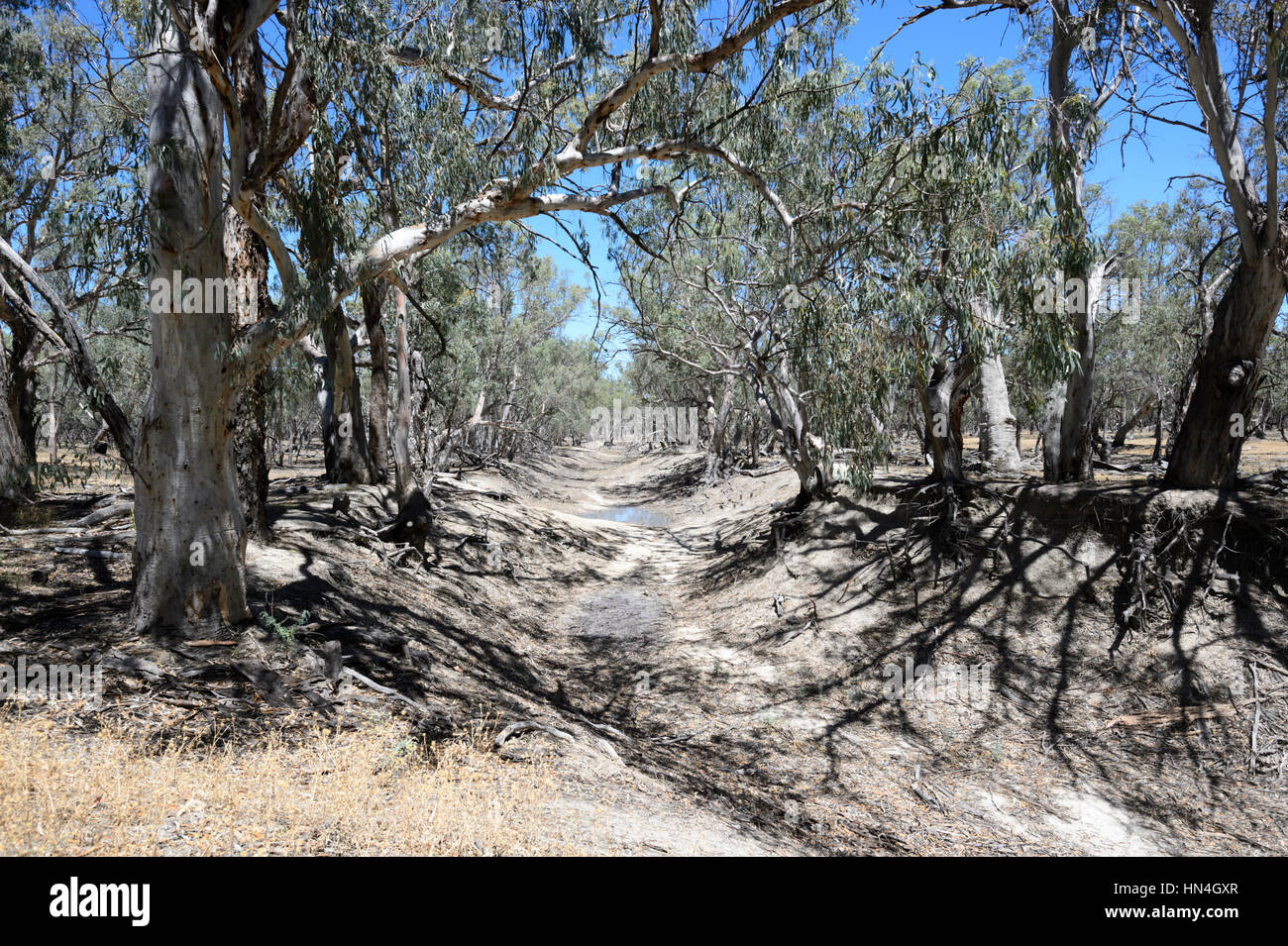 Dried creek in bushland near Menindee, New South Wales, Australia Stock Photo