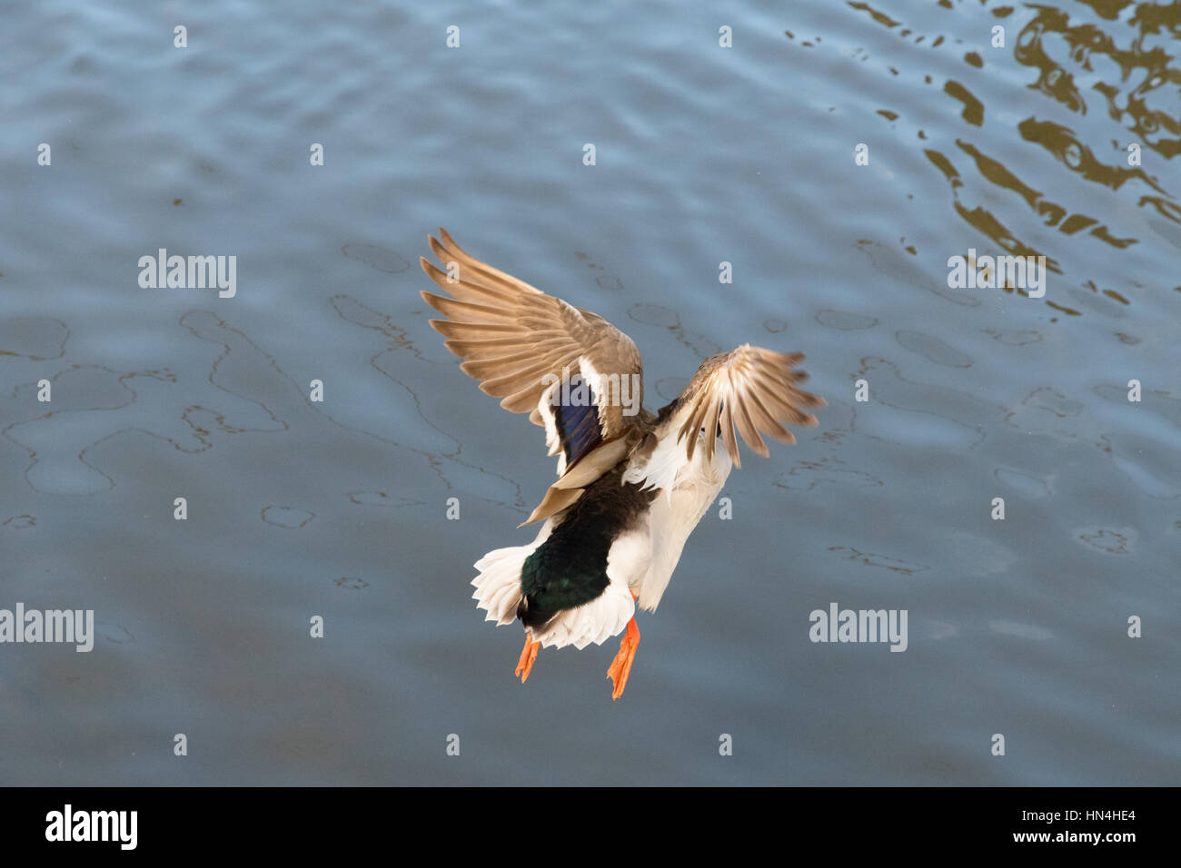 duck flying over water close up grainy sharp image Stock Photo