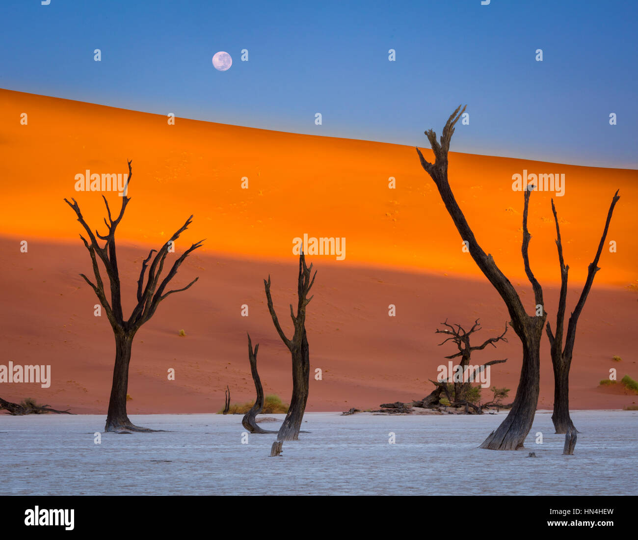 Deadvlei is a white clay pan located near the more famous salt pan of Sossusvlei, inside the Namib-Naukluft Park in Namibia. Also written DeadVlei or  Stock Photo