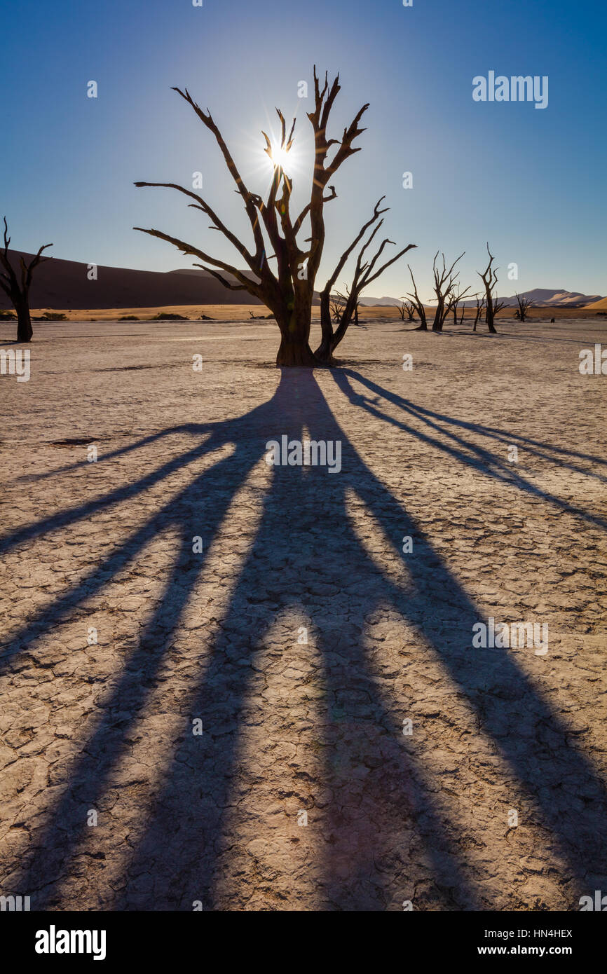 Deadvlei is a white clay pan located near the more famous salt pan of Sossusvlei, inside the Namib-Naukluft Park in Namibia. Stock Photo
