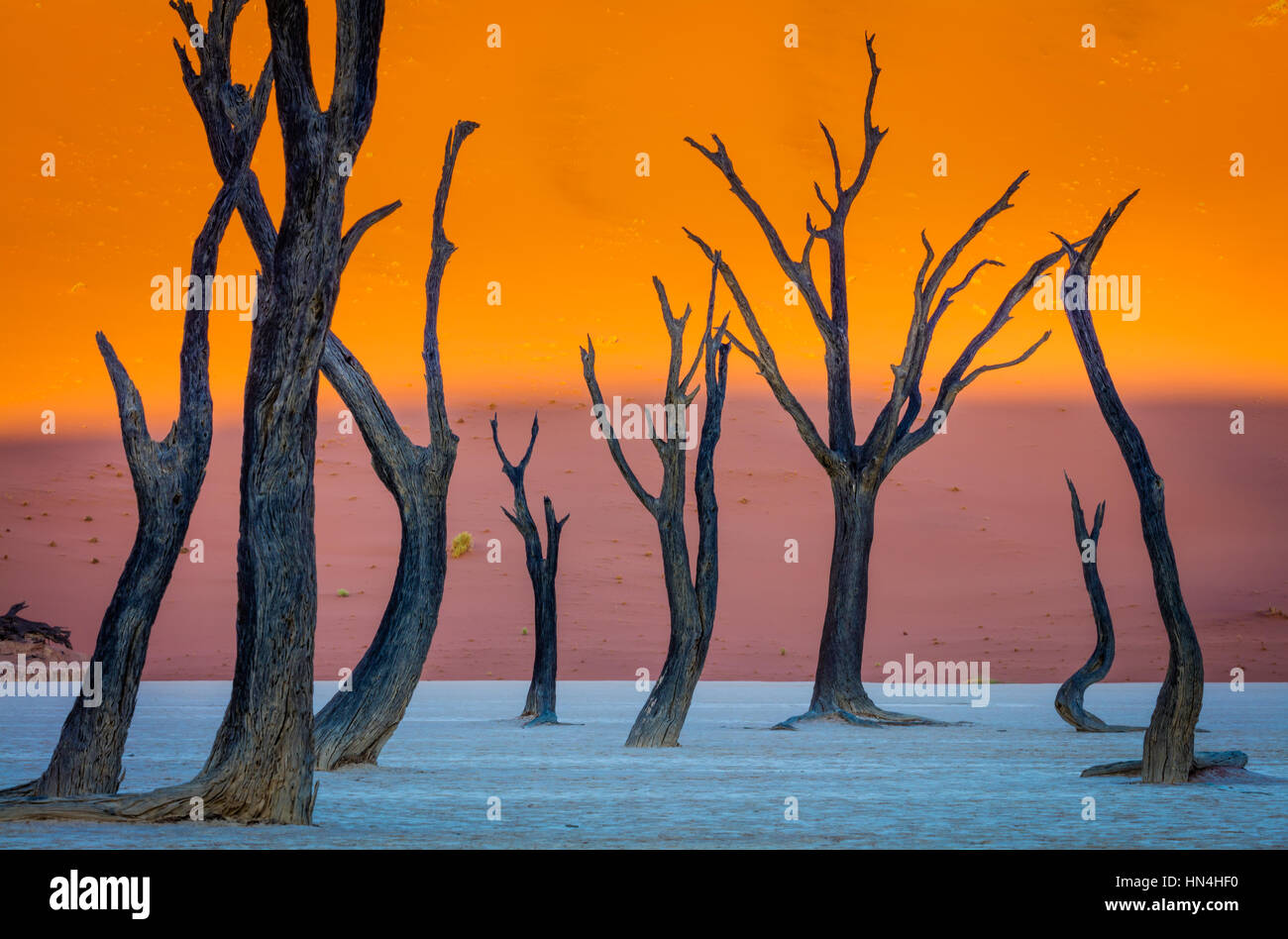 Deadvlei is a white clay pan located near the more famous salt pan of Sossusvlei, inside the Namib-Naukluft Park in Namibia. Stock Photo