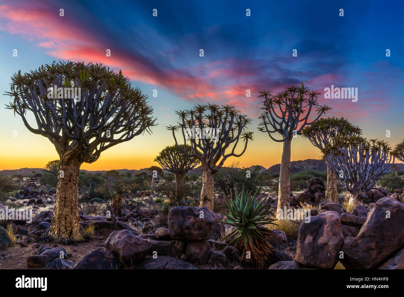 The Quiver Tree Forest (Kokerboom Woud in Afrikaans) is a forest and