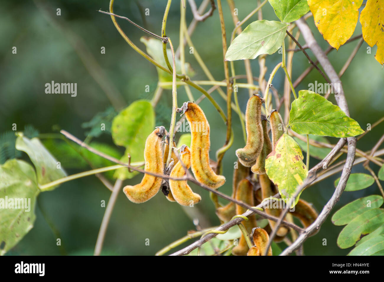 Mucuna pruriens Nettles on tree - Plants itching Stock Photo