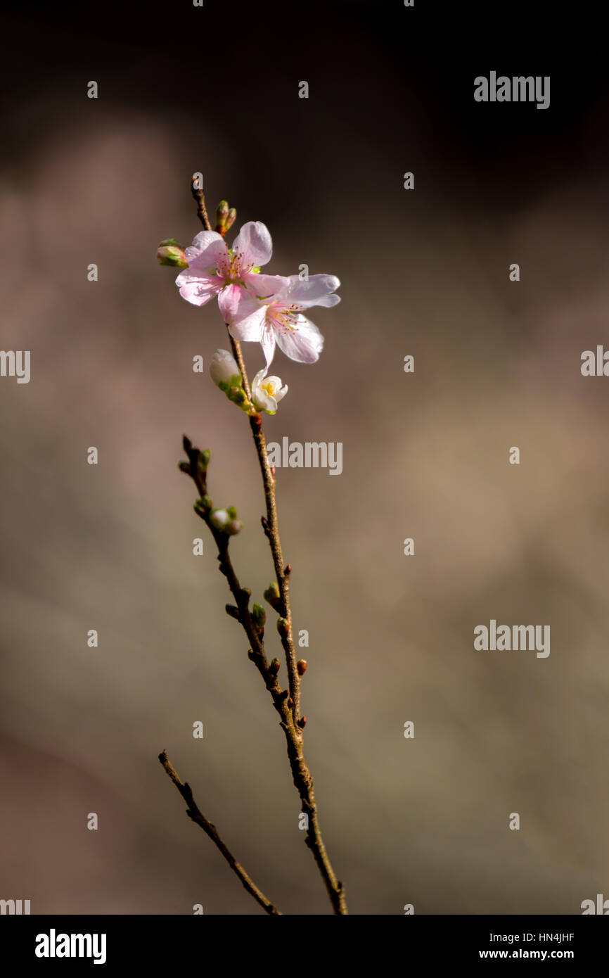 Sakura Cherry blossoms for spring background japan Stock Photo - Alamy