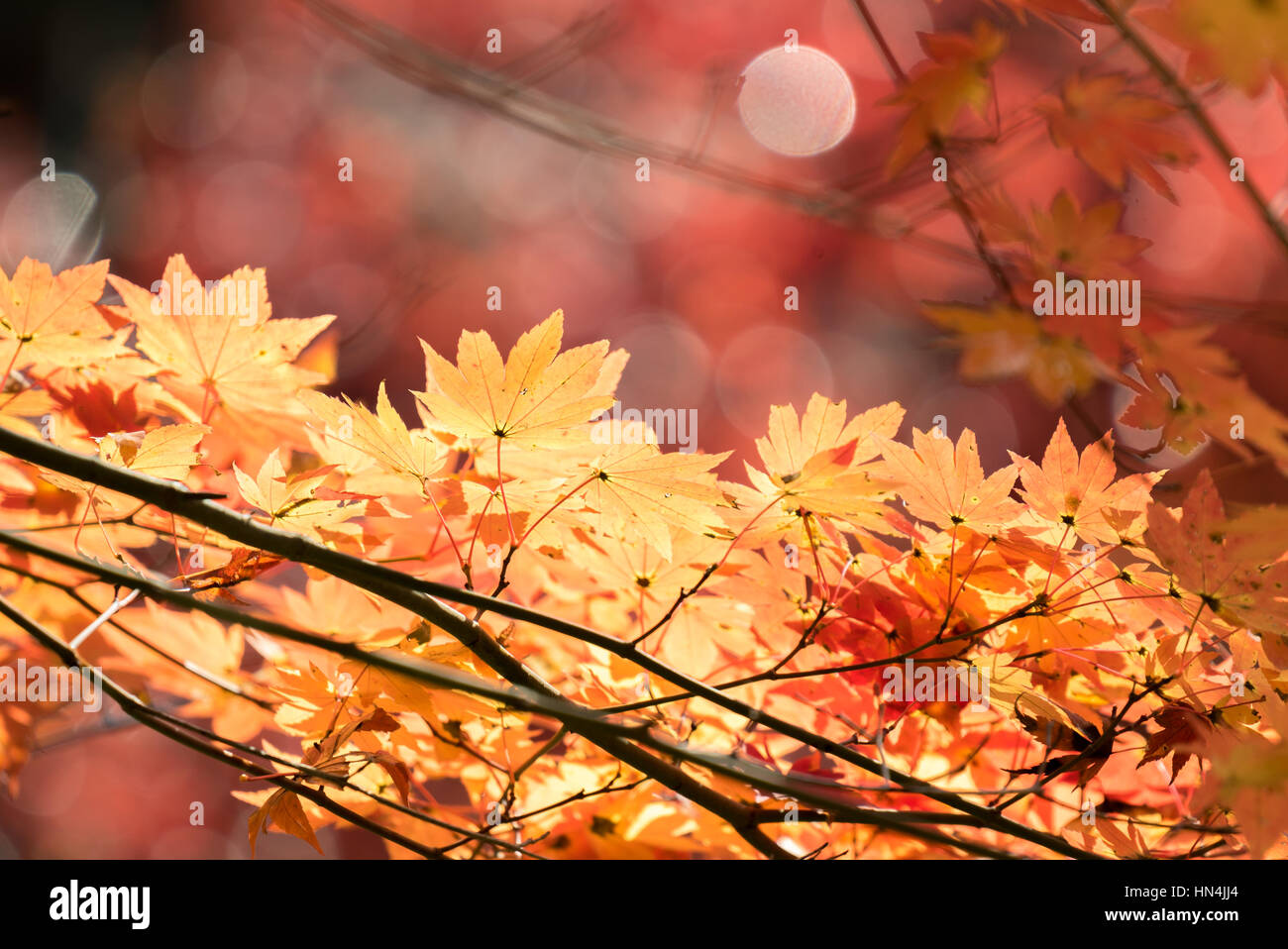 Red leave of maple tree for autumn fall background Stock Photo - Alamy