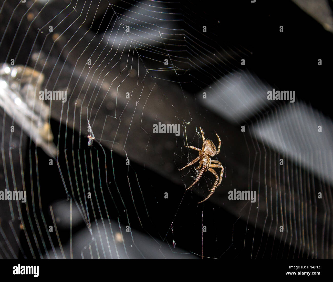 Spider on a web.Spider on the web at night Stock Photo