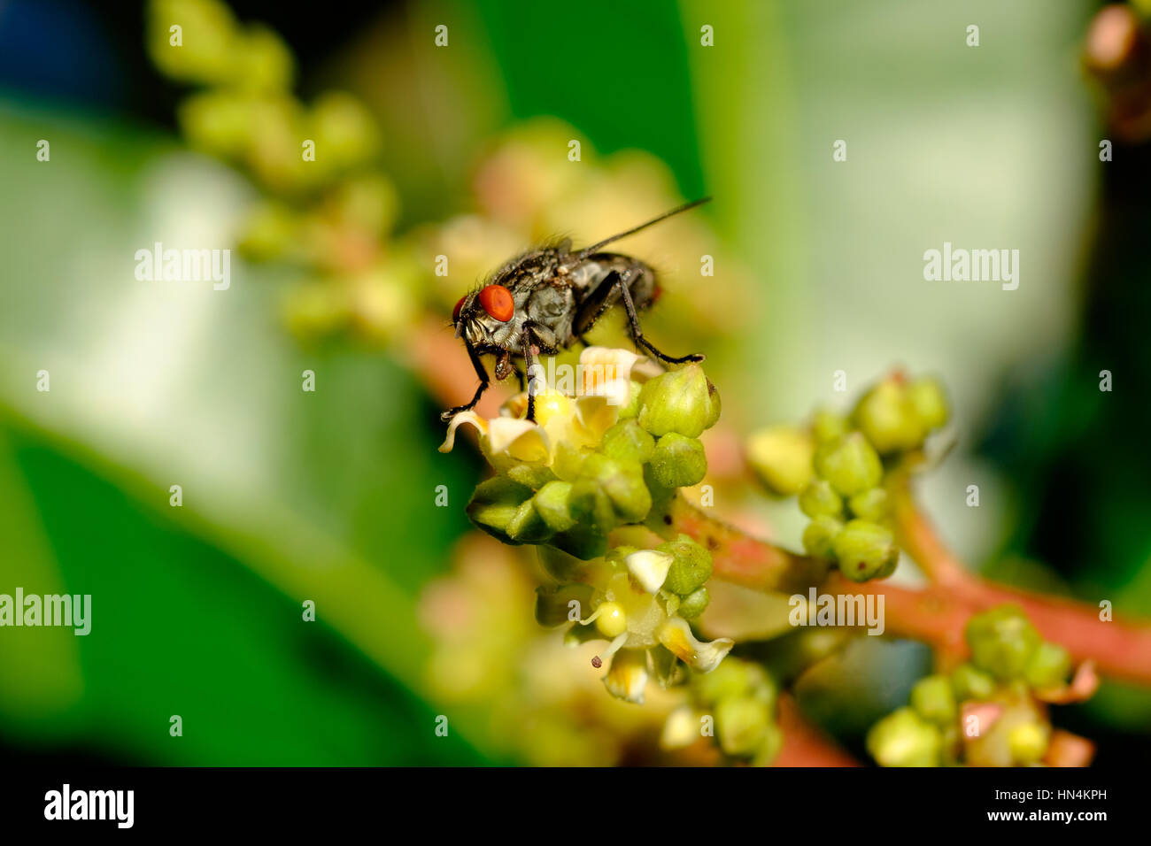 Close-up of a Sarcophagid fly (flesh-fly) feeding on flower nectar Stock Photo