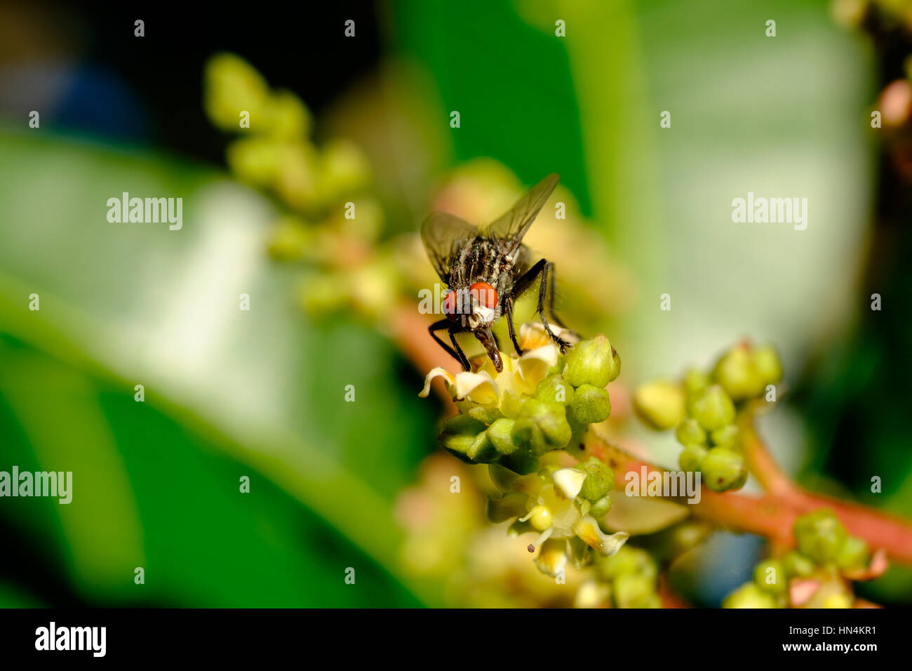 Close-up of a Sarcophagid fly (flesh-fly) feeding on flower nectar Stock Photo