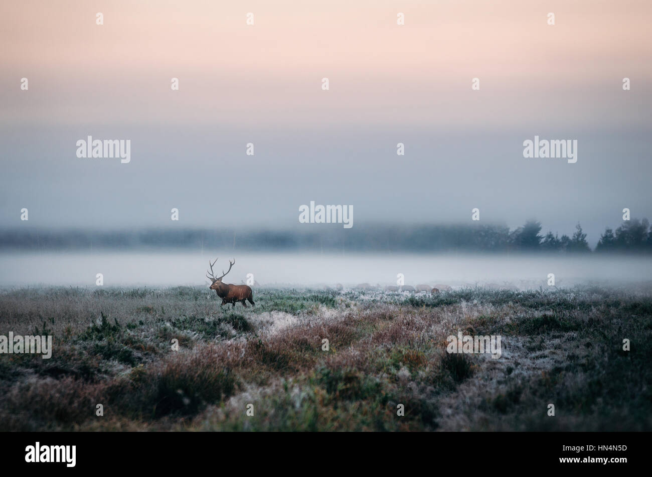 Beautiful red deer stag on the snowy field near the foggy misty forest landscape in autumn in Belarus. Stock Photo