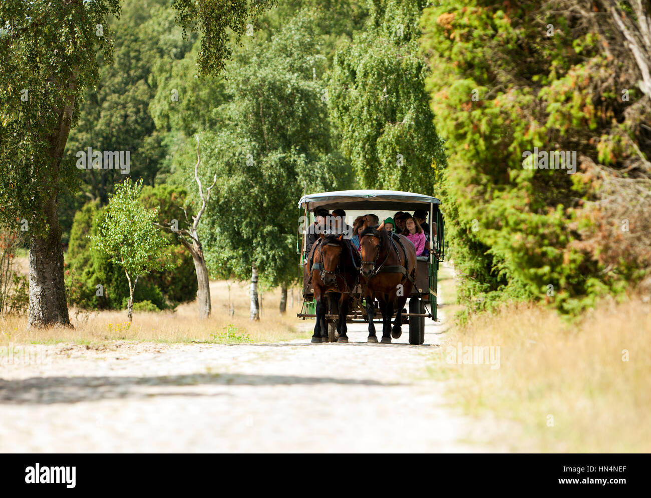 Oberhaverbeck, Germany - August 11, 2012: A horse-drawn carriage carrying tourists through the Lueneburg Heath nature reserve. The Lueneburg Heath is  Stock Photo