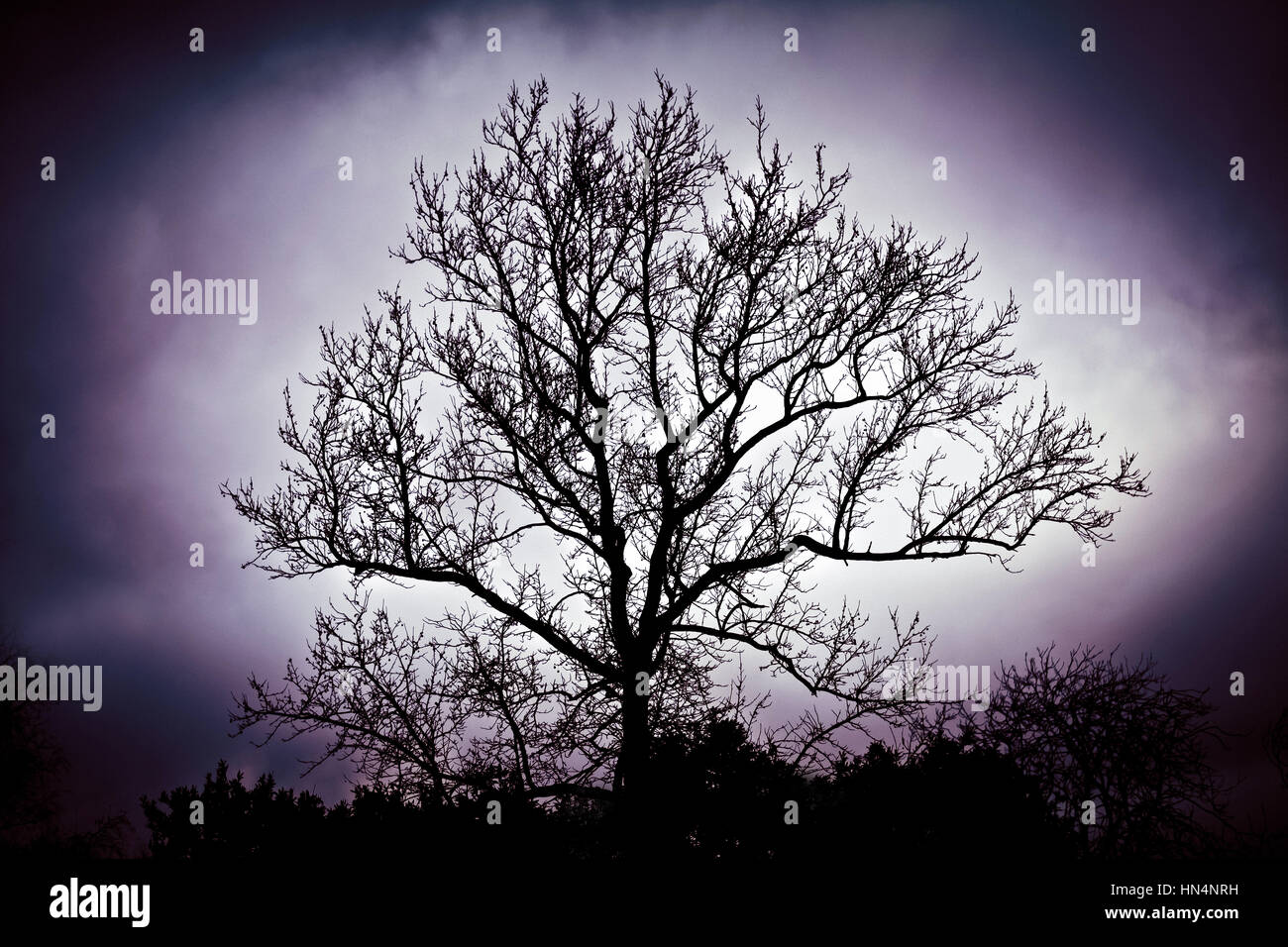 Tree at Night Stock Photo Alamy