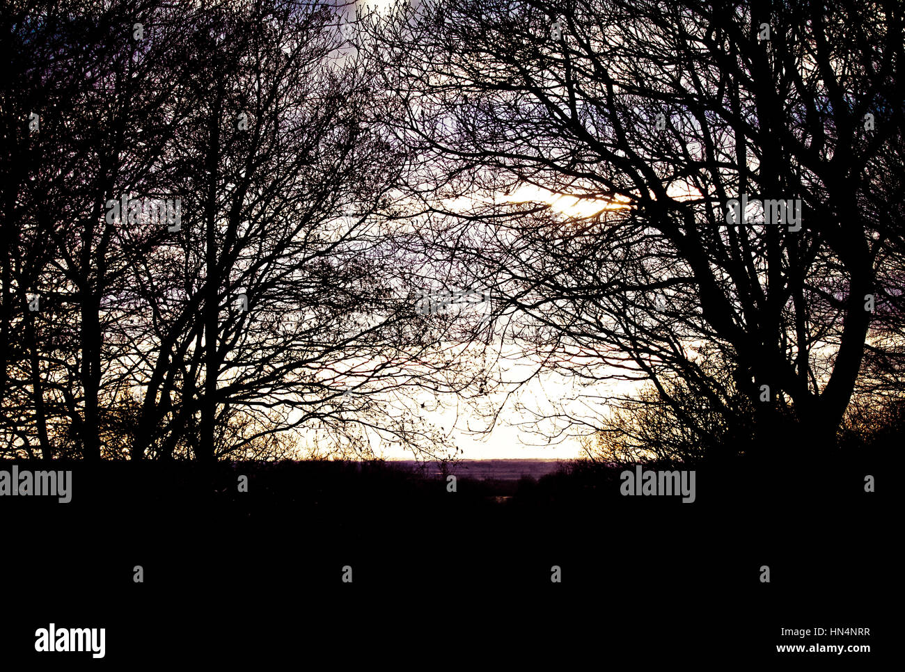 Trees at sunset Stock Photo - Alamy