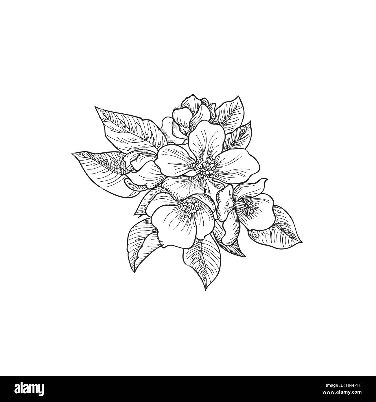Floral background. Greeting card with flower. Flourish border. Gentle decor with summer flower dahlia. Black and white vector illustration Stock Vector