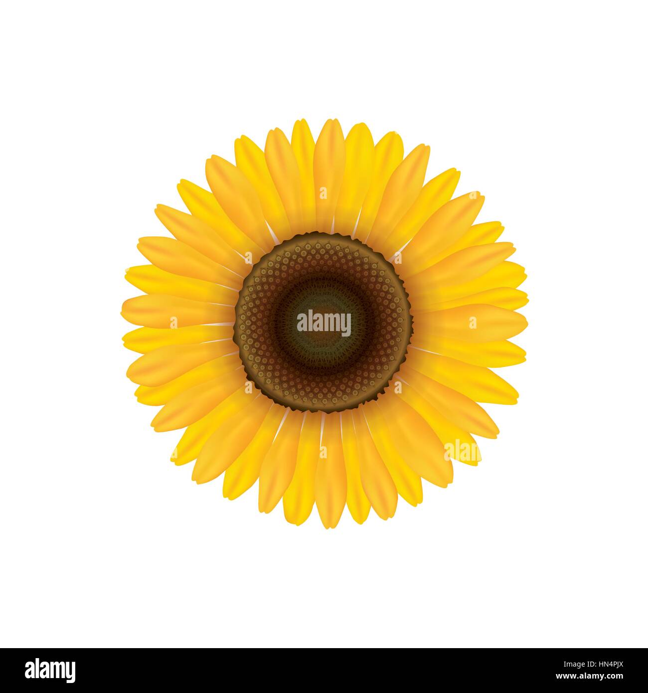 Sunflower. Summer flower isolated. Vecor illustration Stock Vector