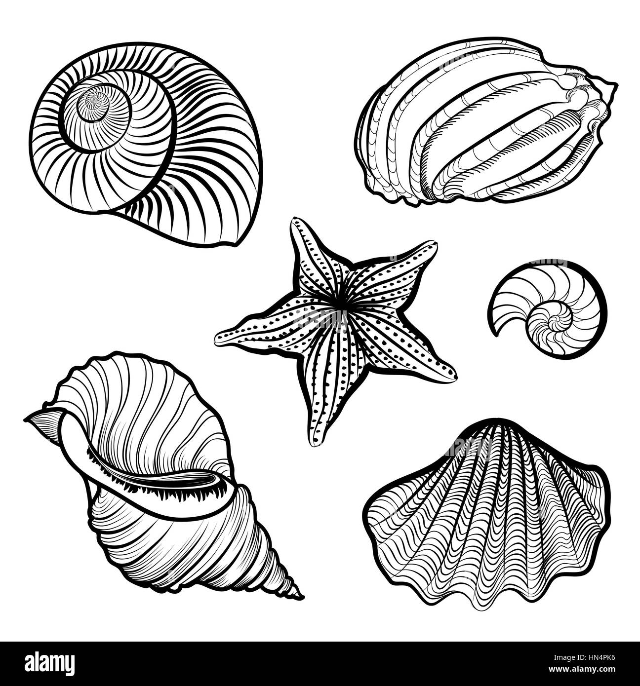 Seashell and starfish collection. Sea shell set ingraved vector