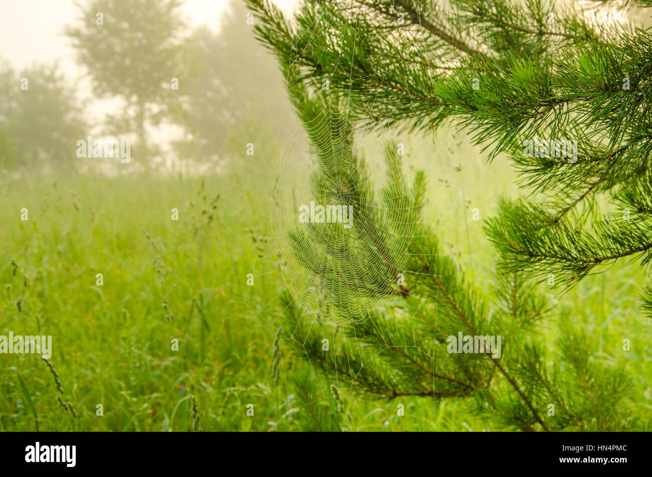Thick fog covering in environment hi-res stock photography and images ...