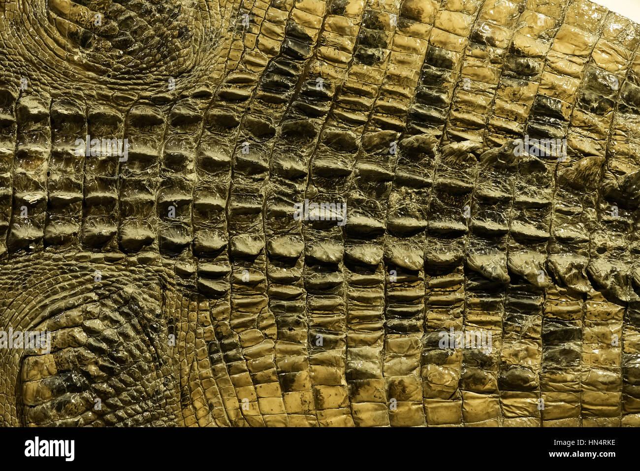Crocodile skin texture hi-res stock photography and images - Alamy