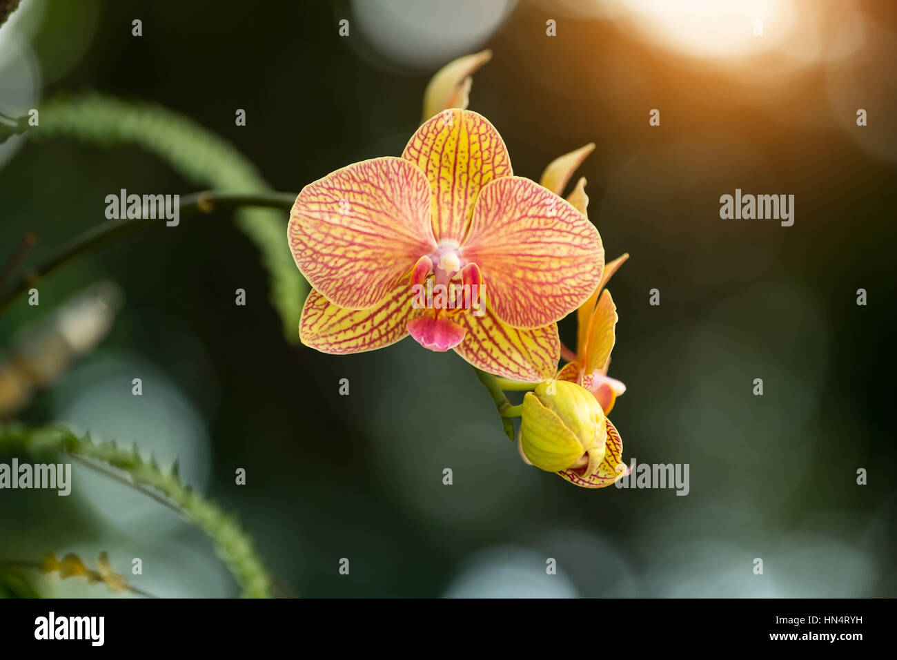 orchid in nature. Stock Photo