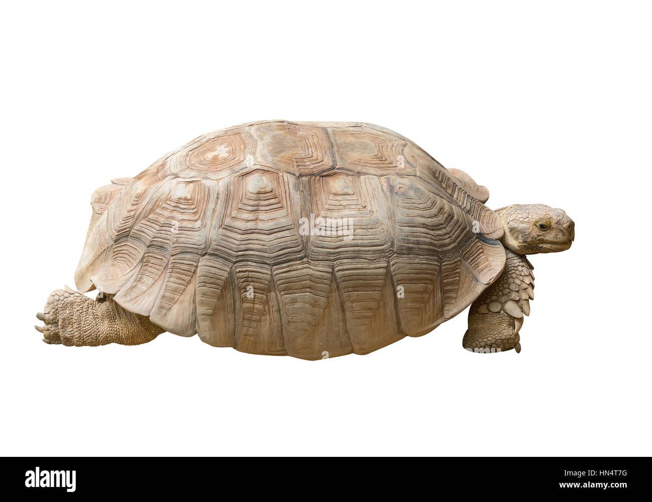 Tortoise Isolated on White Background Stock Photo - Alamy