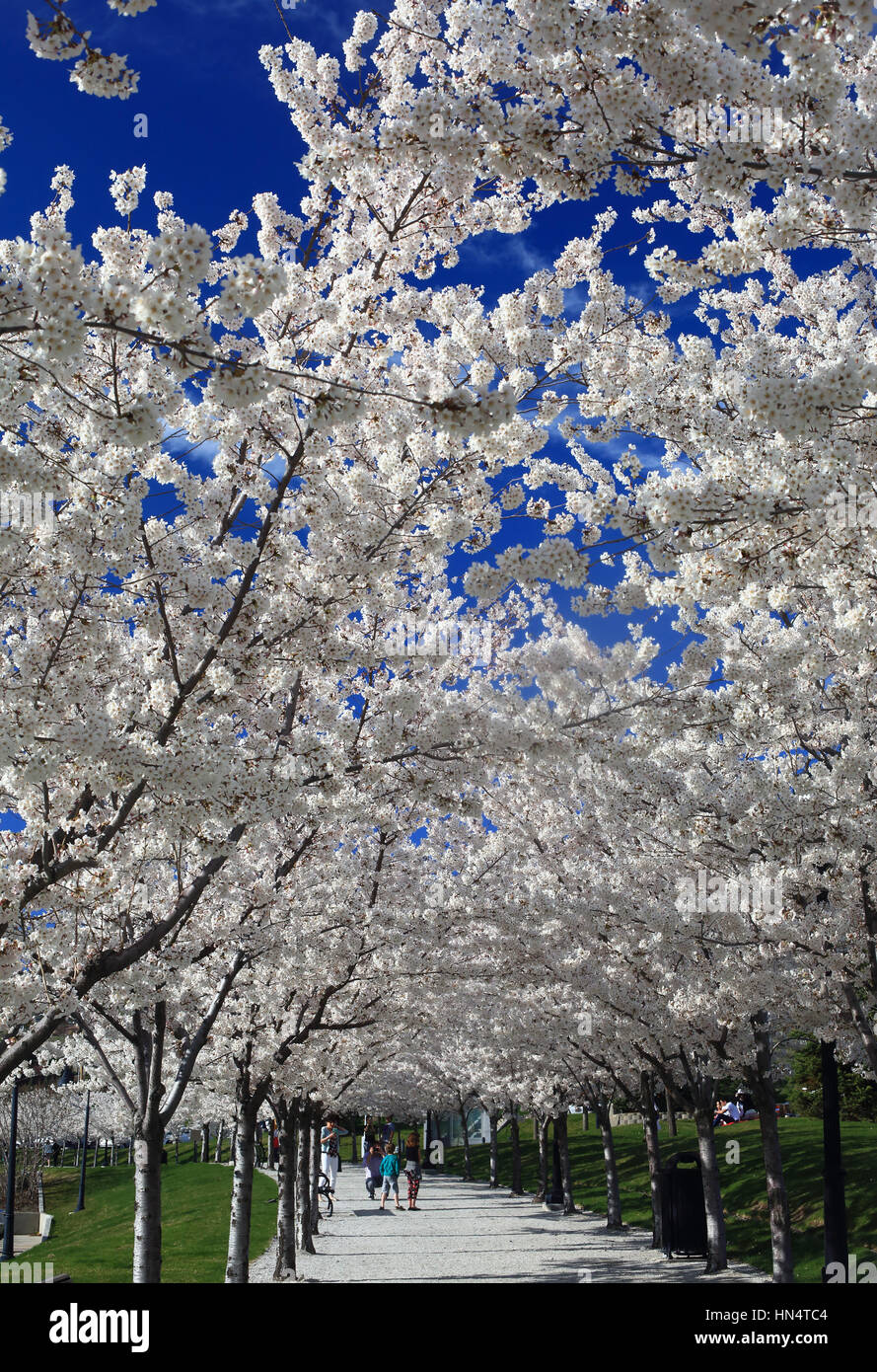 Bossoming hires stock photography and images Alamy