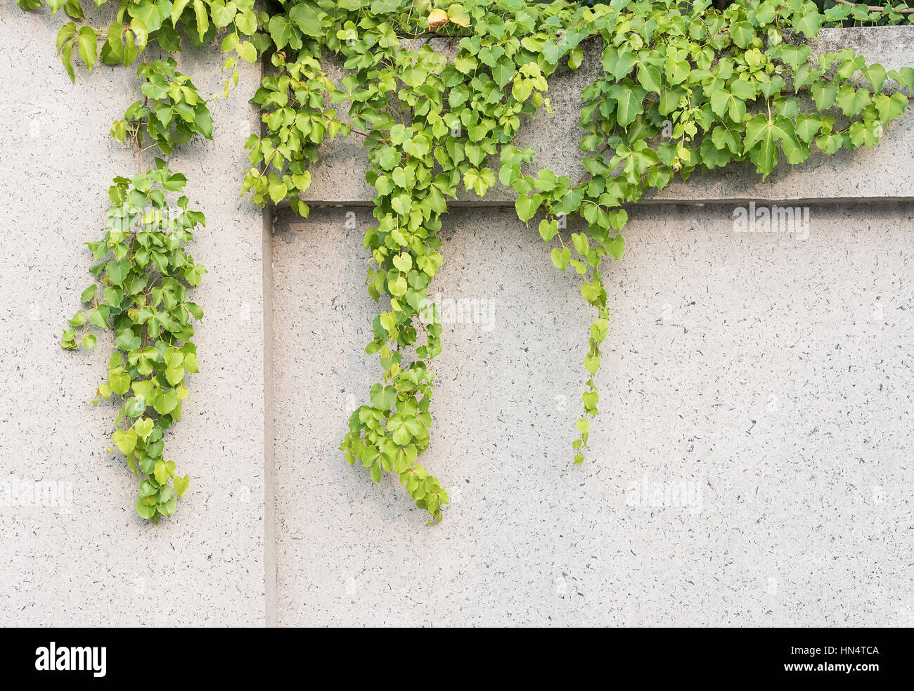 ivy leaves isolated on a white background Stock Photo - Alamy