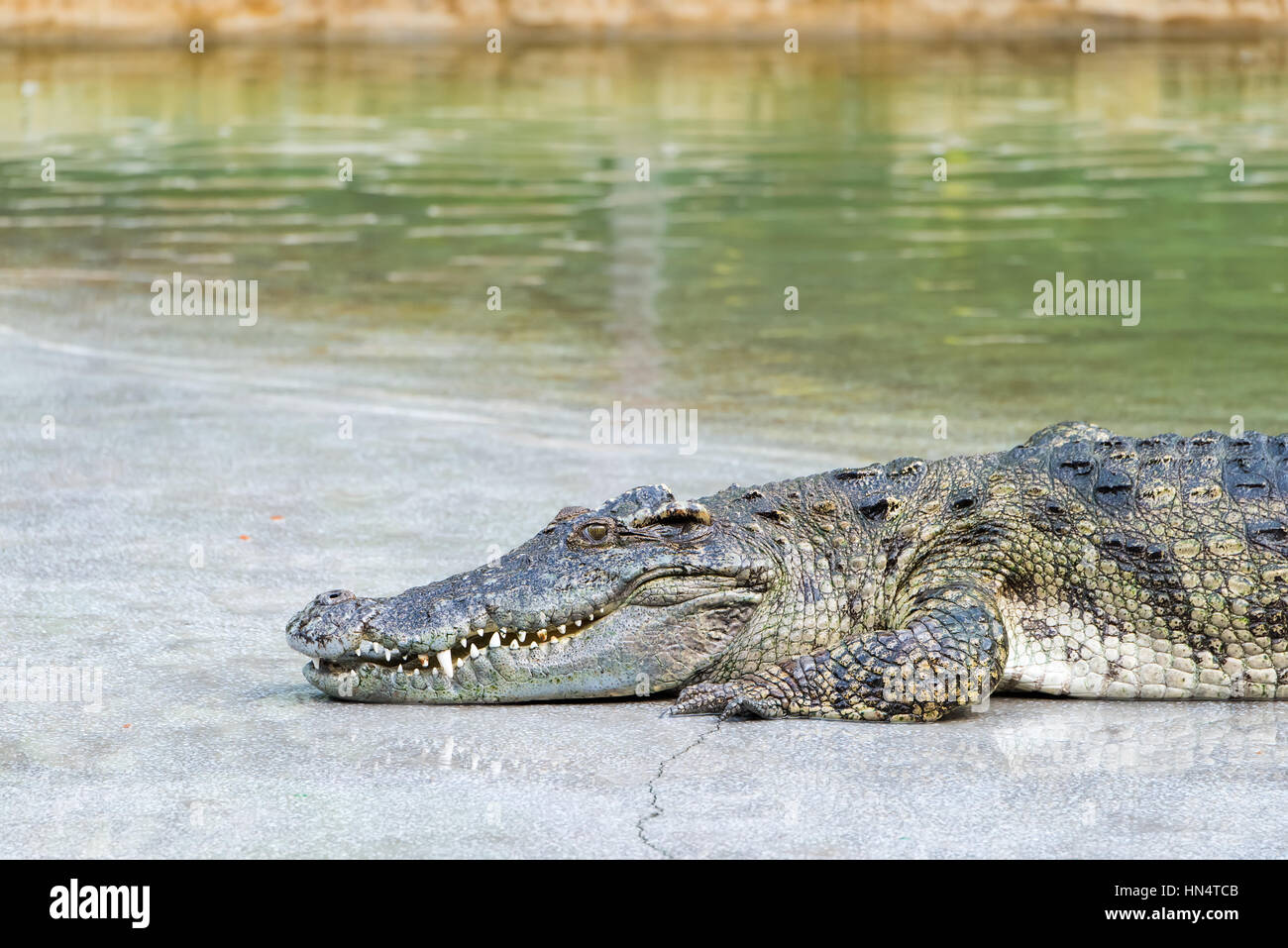 Crocodile by water Stock Photo - Alamy