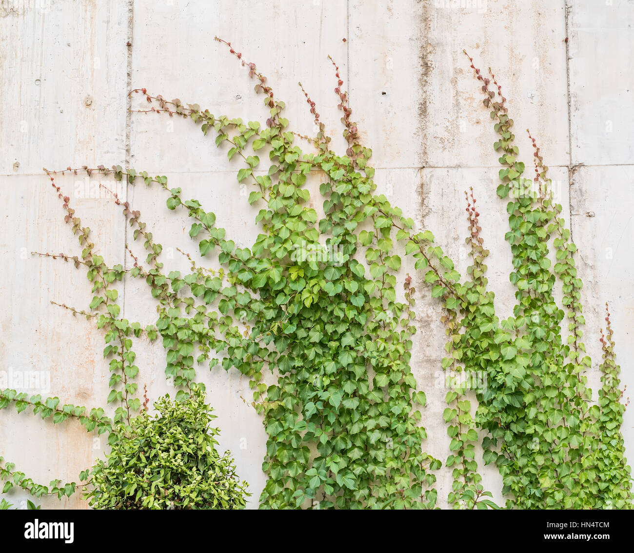 ivy leaves isolated on a white background Stock Photo - Alamy