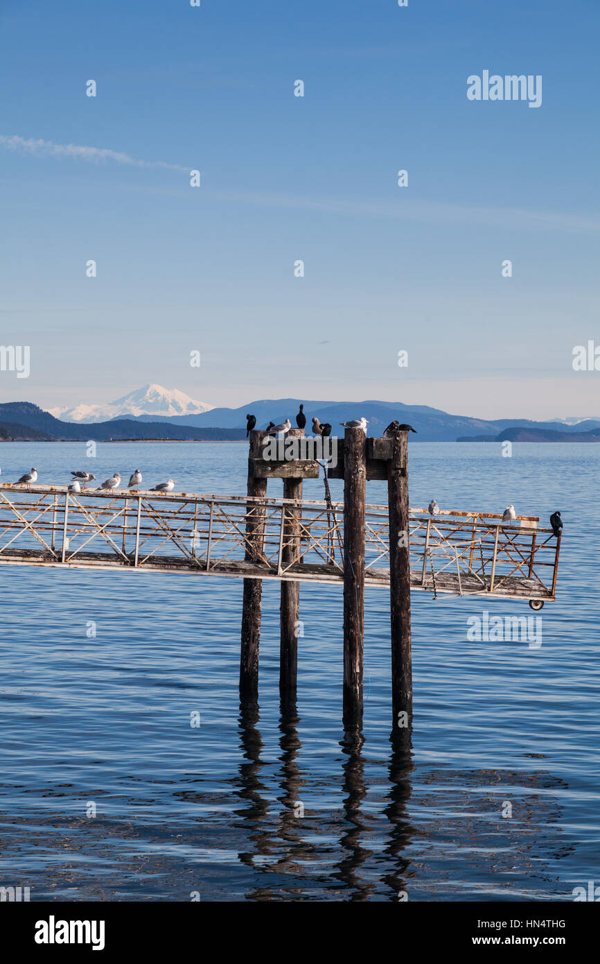 Cormorants and Seagulls on a raised walkway over the ocean Stock Photo