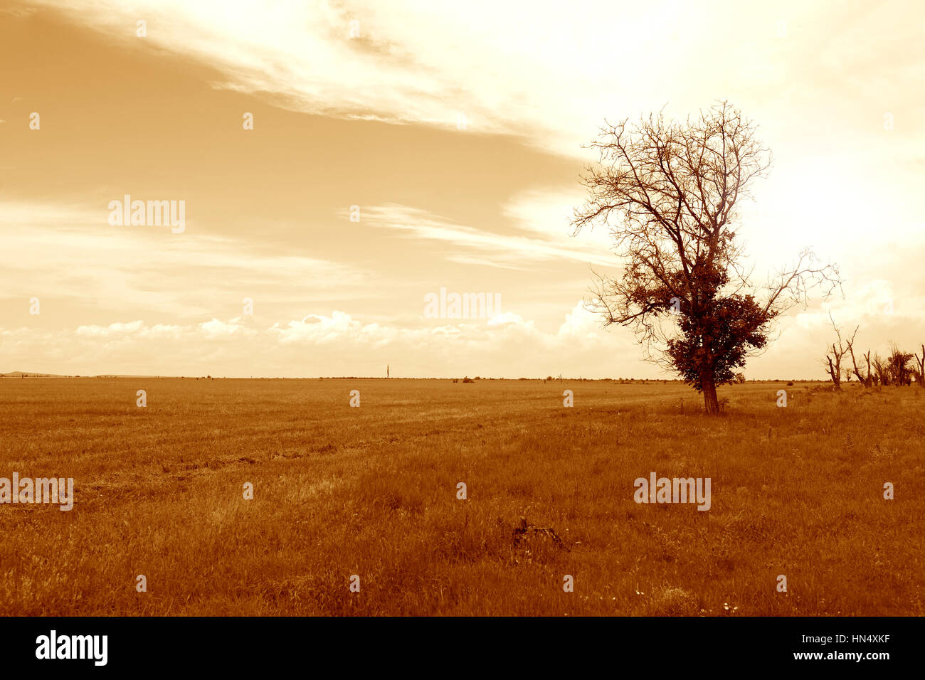 Solitude concept. Alone tree against field and sky with clouds Stock Photo