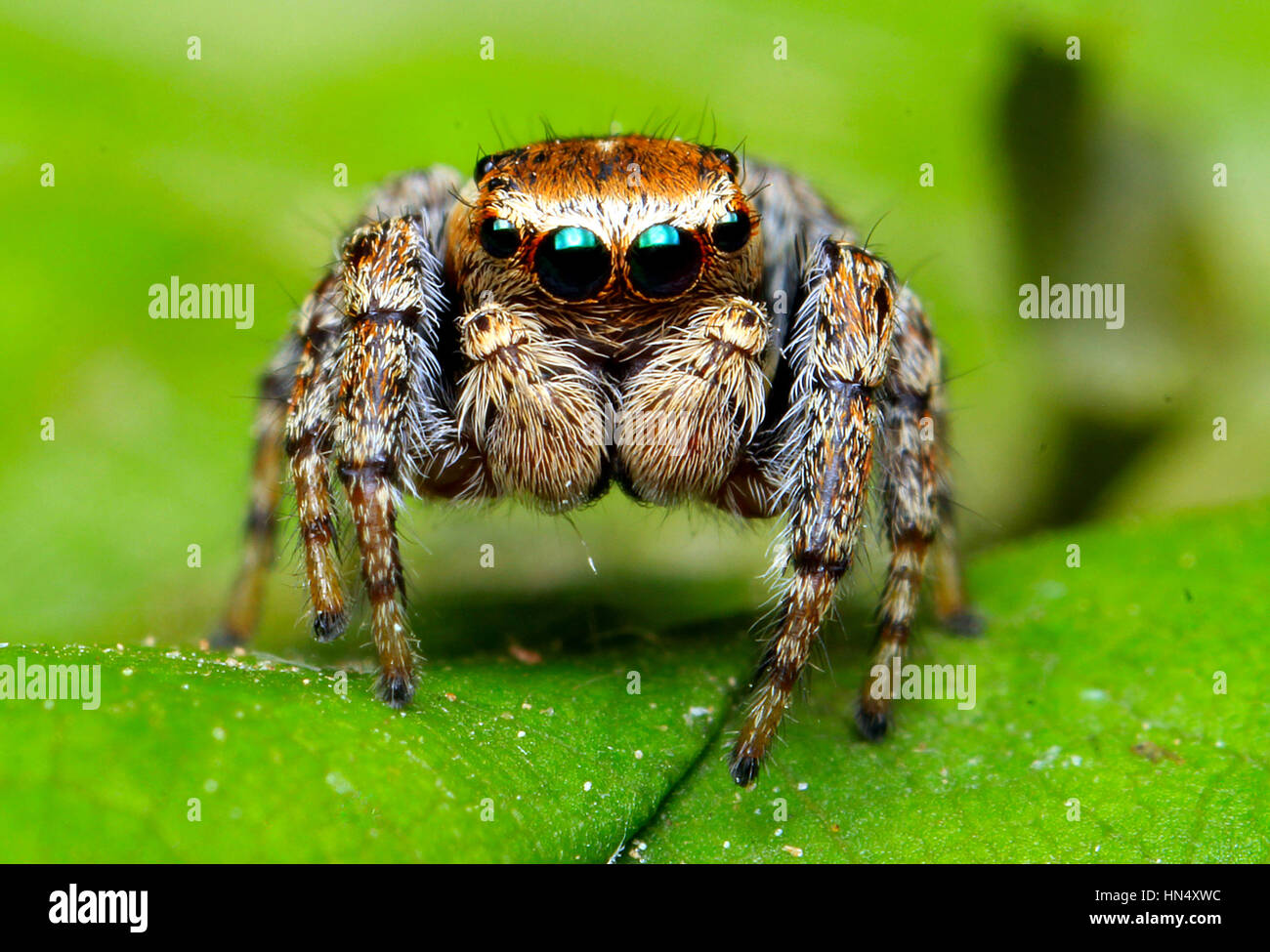 extreme macro of spiders with amqazing colors and sharpeness Stock Photo