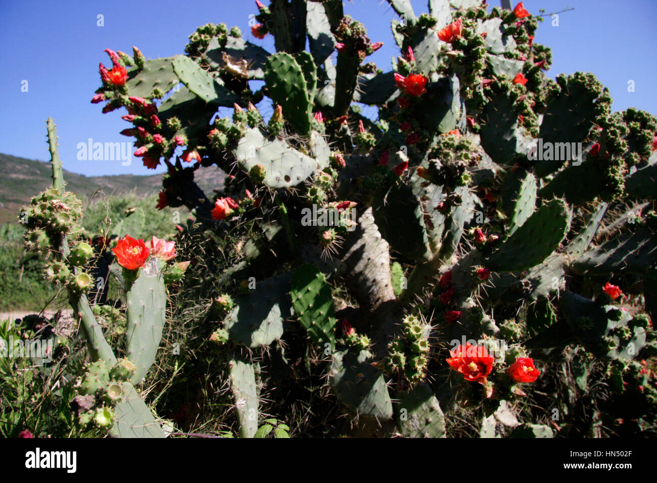 Impressionen: bluehender Kaktus, Kosika, Frankreich. Stock Photo