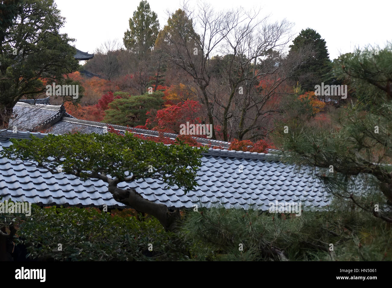 Tofukuji or Tofuku-ji temple in Kyoto, Japan, Asia. Park in fall season with autumn foliage on trees Stock Photo