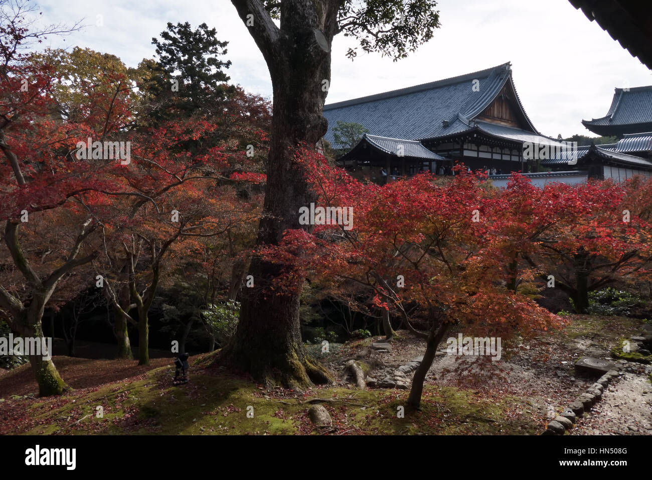 Tofukuji or Tofuku-ji temple in Kyoto, Japan, Asia. Park in fall season with autumn foliage on trees Stock Photo