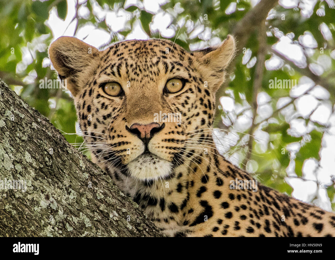 Leopard up a tree Stock Photo