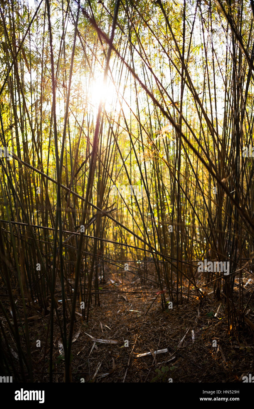 Bamboo forest in Laos Stock Photo