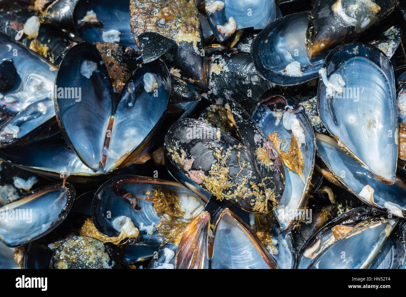 Close up of opened fresh mussel shells Stock Photo Alamy