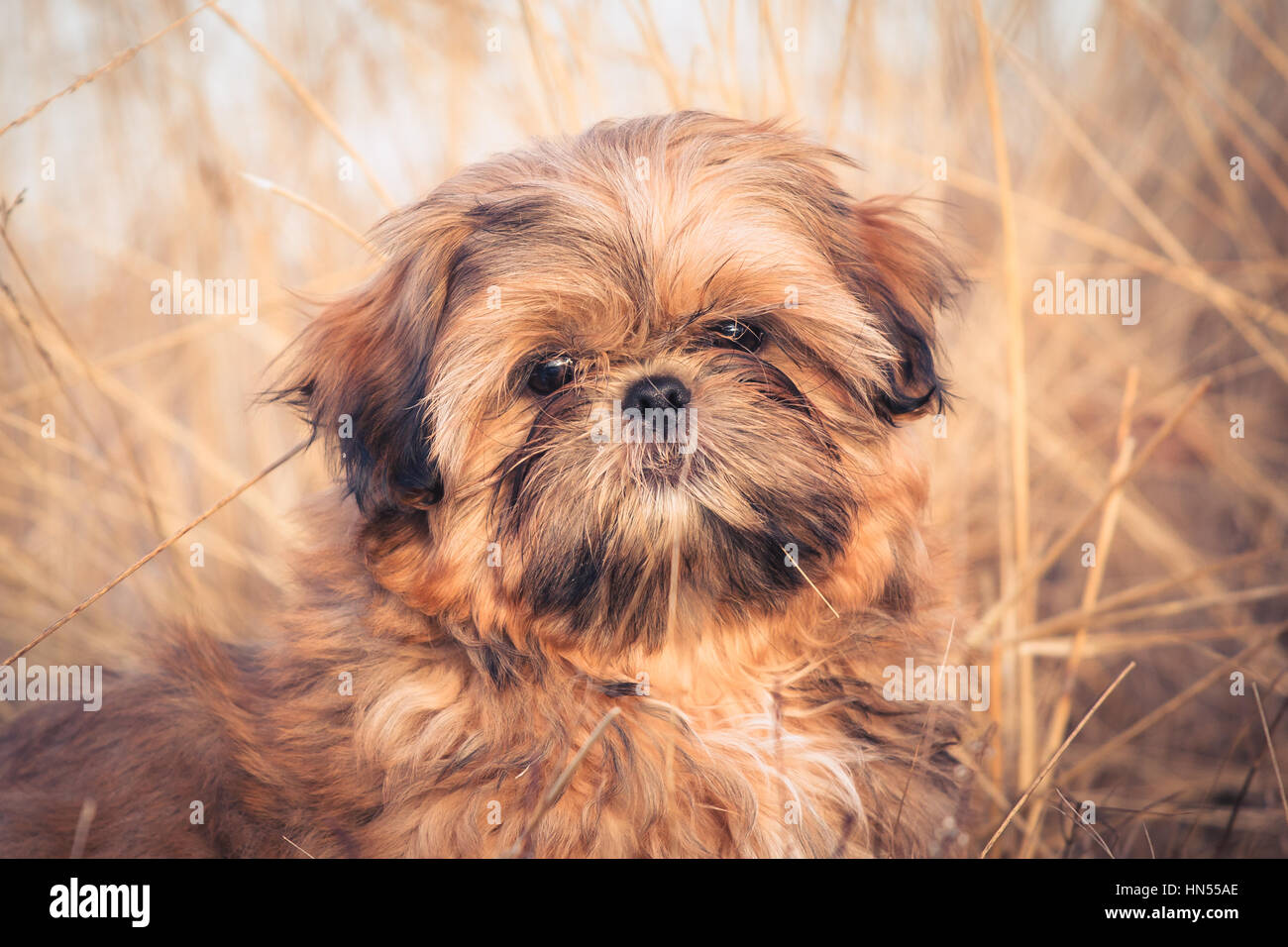 Black Shih Tzu Head Shot Stock Photo 133494326 Alamy
