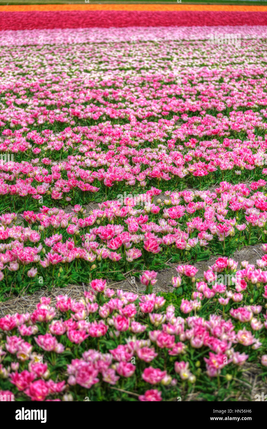 Beautiful bouquet of pink Tulips in Spring Flora Natural Concept field ...