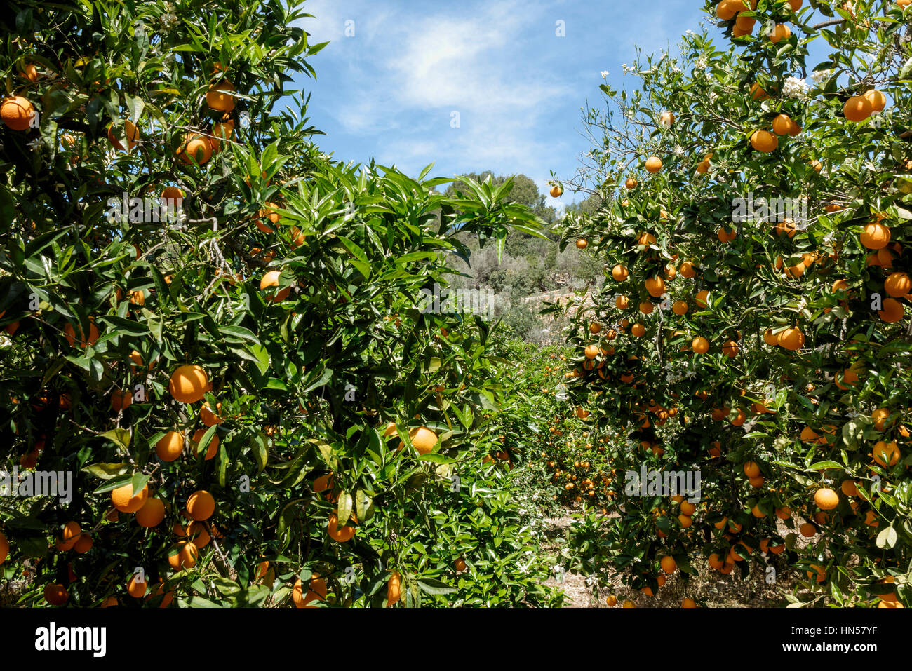 Orange citrus fruit majorca mallorca hires stock photography and