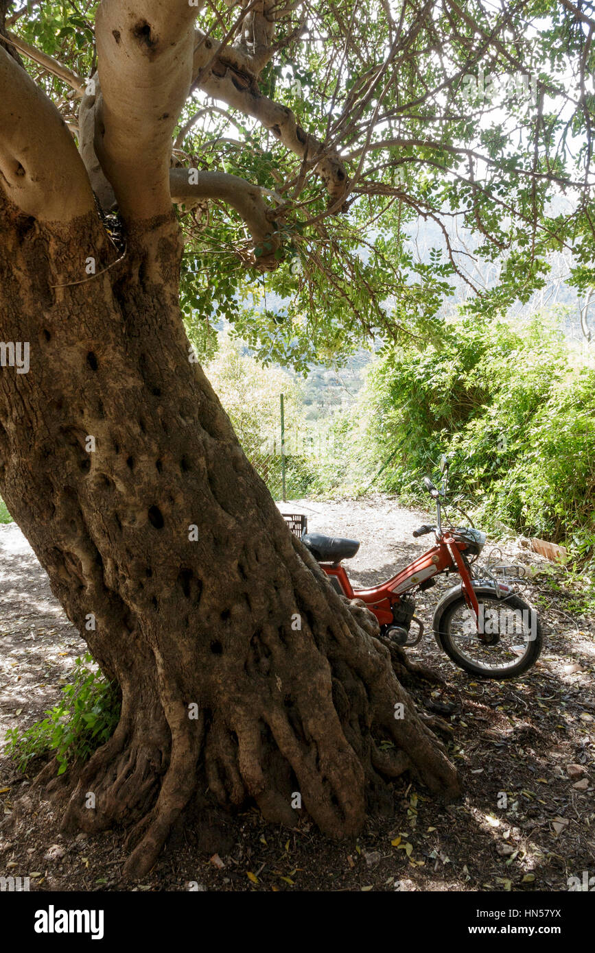 Old moped bike leaning against tree in Fornalutx, near Soller, Mallorca, Spain Stock Photo