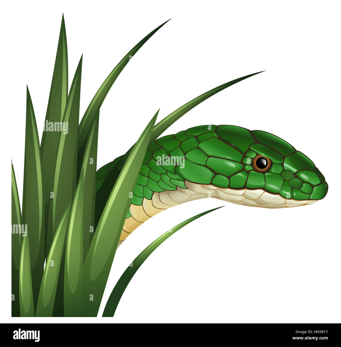 Green snake behind the grass illustration Stock Photo - Alamy