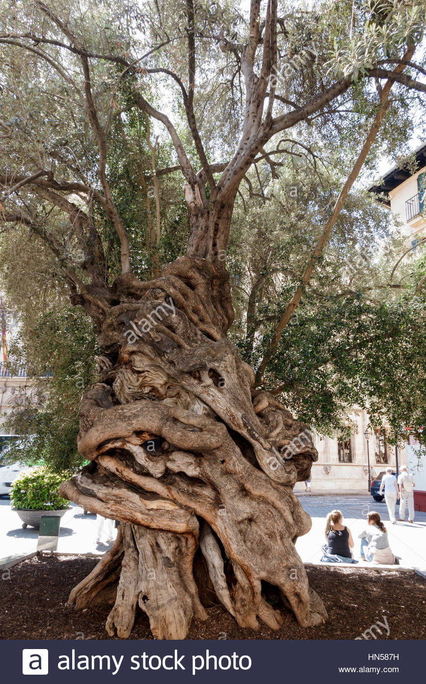 Ancient olive tree in Plaza de Cort, in Palma, Mallorca, Spain Stock