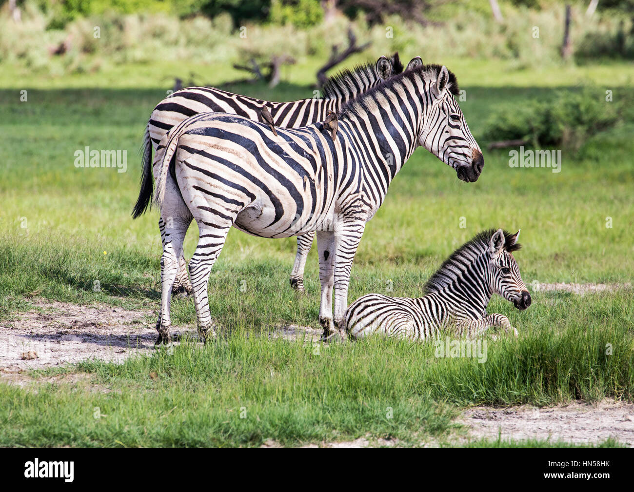 Zebra mother and calf Stock Photo